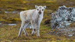 Prepare yourself for a look at a rare albino caribou calf photographed possibly for the first time Education Guide
